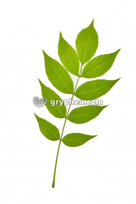 Frêne - feuille (Fraxinus excelsior)  - gryphea.com